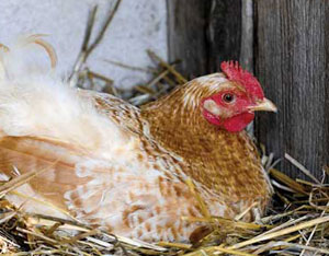 When to Butcher Laying Hens Image